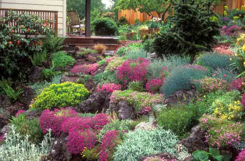 A Pretty Rock Garden Idea with Colorful Alpine Plants